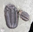 Eldredgeops Trilobite - Centerfield Limestone #10103-2